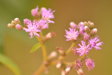 Cyanthillium cinereum. Pink flower


