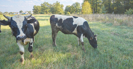Two cows are grazing in a field
