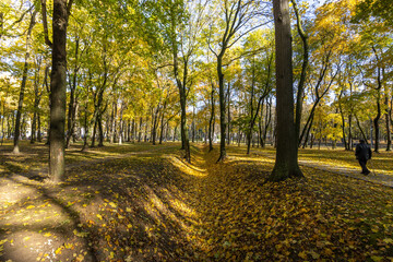 A park with trees and leaves on the ground