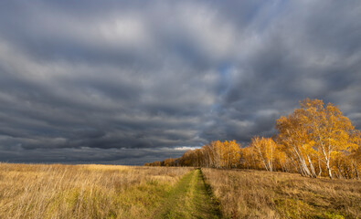 A field of tall grass with a path through it