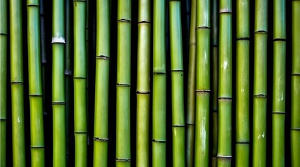Naklejka premium Lush Green Bamboo Stalks Arranged Vertically