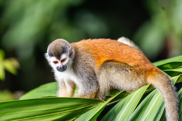 Titi Monkey