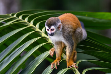Titi Monkey