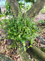 Gardenia green plants in hanging pots.