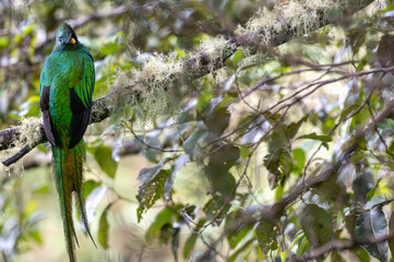 Closeup of a resplendent quetzal perched in a tree.