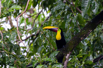 Yellow Throated Toucan