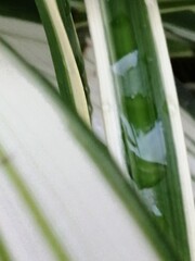 Obraz premium 水玉