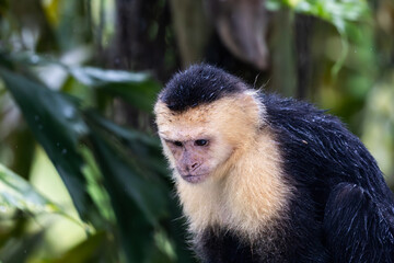 White Face Capuchin Monkey