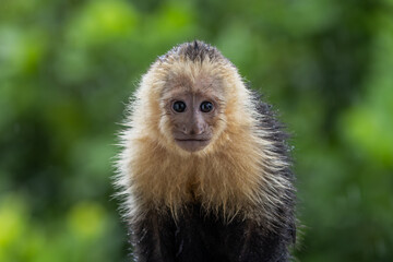 Baby White Face Capuchin Monkey