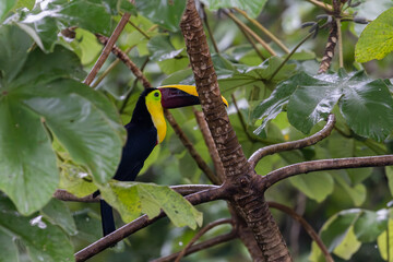 Yellow Throated Toucan