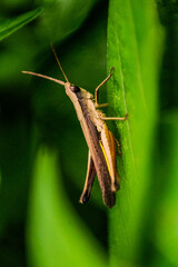 grasshopper on a leaf