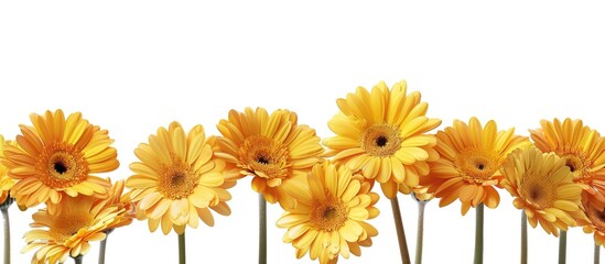 Obraz premium Yellow Gerbera Flowers With Orange Edge And White Background