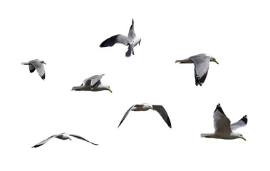 Group of seagulls birds flying isolated cutout on transparent © Julia