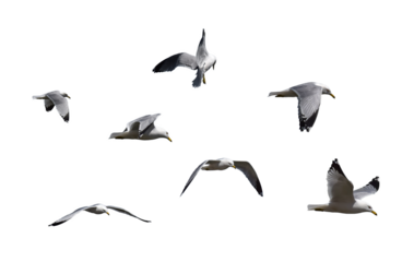 Group of seagulls birds flying isolated cutout on transparent