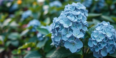 A hydrangea plant in a garden bed with soft focus and shallow depth of field, highlighting the foliage and flowers, foliage, shallow depth of field, botanical