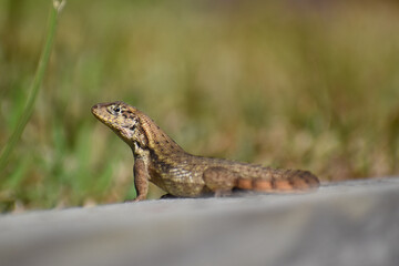 Curly-Tailed Lizard