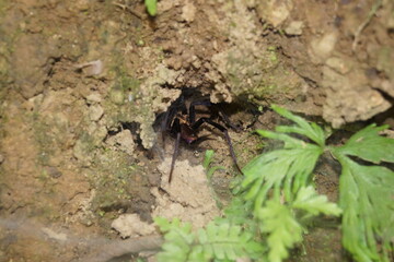 Araña en su nido, Tarántula