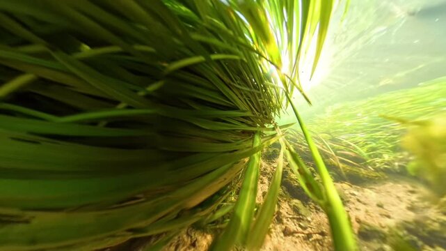 Underwater slow-motion perspective with a wall of swaying river plants illuminated by sunlight, creating a dynamic scene of natural flow and vibrant life.