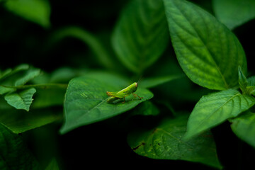 green leaf with green grasshopper 