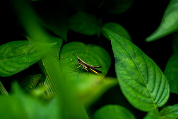 yellow grashopper on a leaf