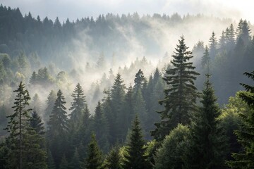 Fototapeta premium Dense fir forest swathed in a soft gray mist, with sunlight filtering through the canopy, autumnal, leaves, misty