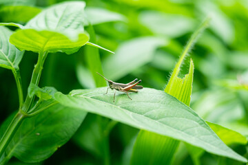 bug on a leaf