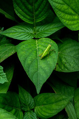 close up of green leaf with green grasshopper 