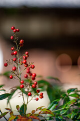 鎌倉2411　浄智寺12　南天