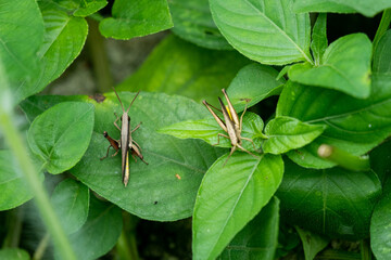 two grasshopper on a green background