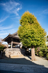 鎌倉2411　本覚寺4　銀杏