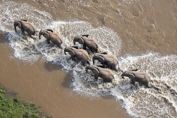 Fototapeta premium Majestic Elephants Crossing a River in Tranquil Harmony