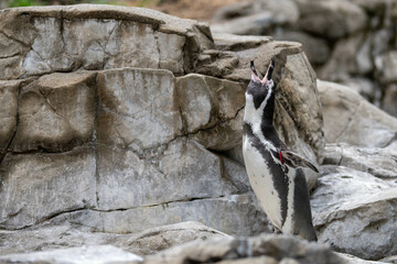 Naklejka premium 口を大きく開けるフンボルトペンギン