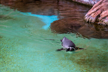 かわいいフンボルトペンギンの泳ぐ姿