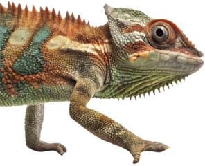 Obraz premium Cute chameleon clipart for holiday, winter, and seasonal themed graphic design projects. 