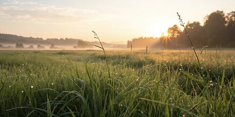 Softly lit meadow at dawn with dew-kissed grass blades glistening in the morning light, calm environment, early morning