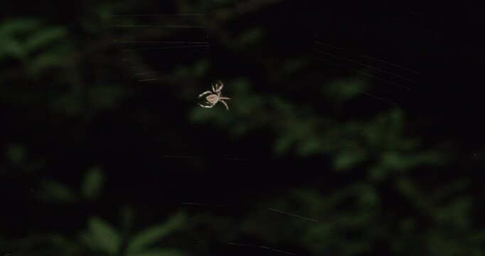 Medium shot following an orb weaver spider as it spins its web, illuminated by a streetlamp. Ambient nighttime sounds. Mid-August in Chapel Hill, North Carolina
