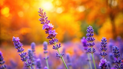 Naklejka premium Vibrant fresh lavender flower blooming outdoors in autumn, lavender, flower, autumn, growth, nature, plant, purple, fragrant