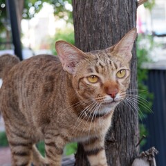 This beautiful cat has found the perfect spot to perch on a sunny day. Its striking golden eyes and unique coat patterns make it a captivating presence. Surrounded by the lively colors and bustling en