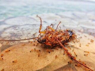 Half-live cockroach lying on its back and surrounded by ants on the tiled floor with a blurred background