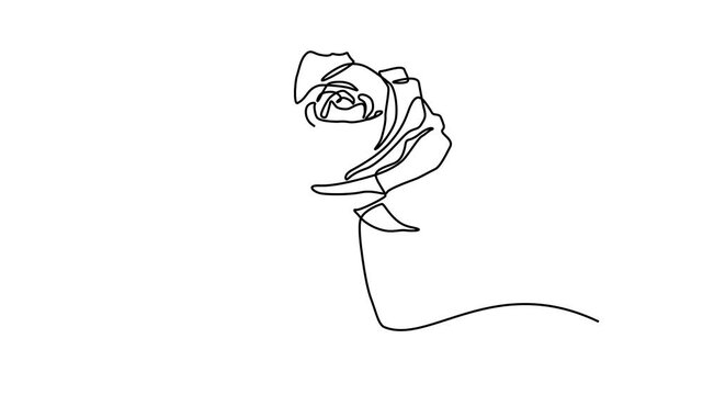 animated video of a rose flower, can be used for flower shop business videos, decoration, boutique, beauty, etc. animated video of one unbroken line of a rose flower