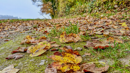 Autumn Golden Leaves on a Mossy Path in a Scenic Countryside