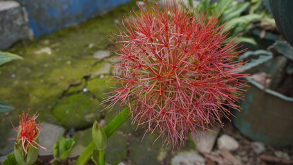 Scadoxus multiflorus or fireball flower