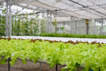 Hydroponic vegetables grown in greenhouses, sustainable agriculture and food for local businesses