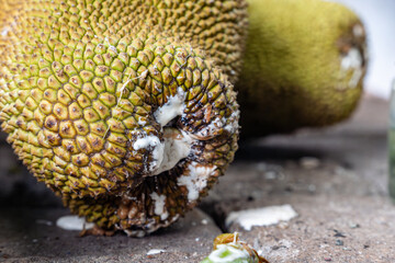 Sticky white sap that comes out of a freshly picked jackfruit