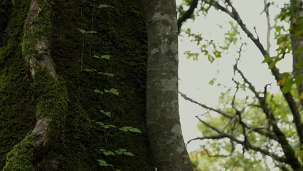 日本の美しい自然（木谷沢渓流）