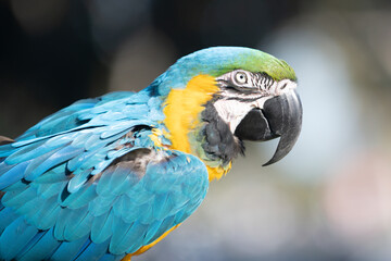 Close up blue and yellow parrot. Colorful exotic parrots, profile. Parrot exotic bird. Cockatoo. Head of parrot bird. Detail portrait of parrot.