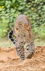 Sri Lankan Leopard in the Wild, Sri Lanka 