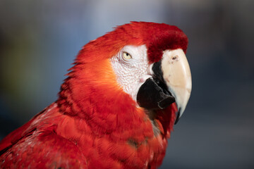 Close up red parrot. Colorful exotic parrots, profile. Parrot exotic bird. Cockatoo. Head of parrot bird. Detail portrait of parrot. Wild nature background with birds.