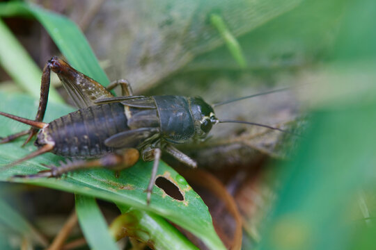 Close-up view of cricket on the leaf
