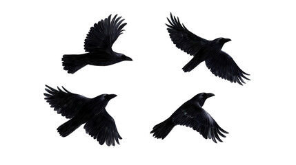 Obraz premium Four black ravens flying in formation. transparent background